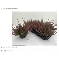 Viržis - Calluna vulgaris (raud. ž.) P12-13 W18-22 X8 gyva foto