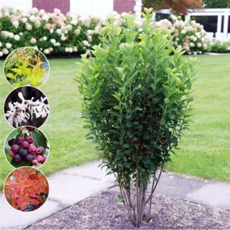 Kanadinė medlieva - Amelanchier canadensis RAINBOW PILLAR (GLENNFORM)