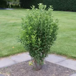 Kanadinė medlieva - Amelanchier canadensis RAINBOW PILLAR (GLENNFORM)