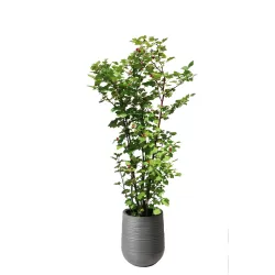 Paprastoji aviete POLKA - Rubus idaeus POLKA