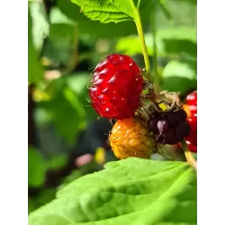 Paprastoji aviete POLKA - Rubus idaeus POLKA