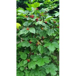 Rubus idaeus RASPBERRY TOWER