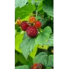 Paprastoji aviete POLKA - Rubus idaeus POLKA