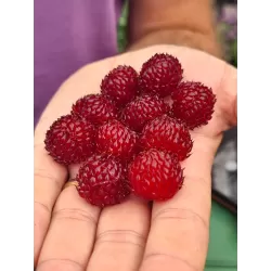 Paprastoji aviete POLKA - Rubus idaeus POLKA