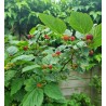 Rubus idaeus RASPBERRY TOWER