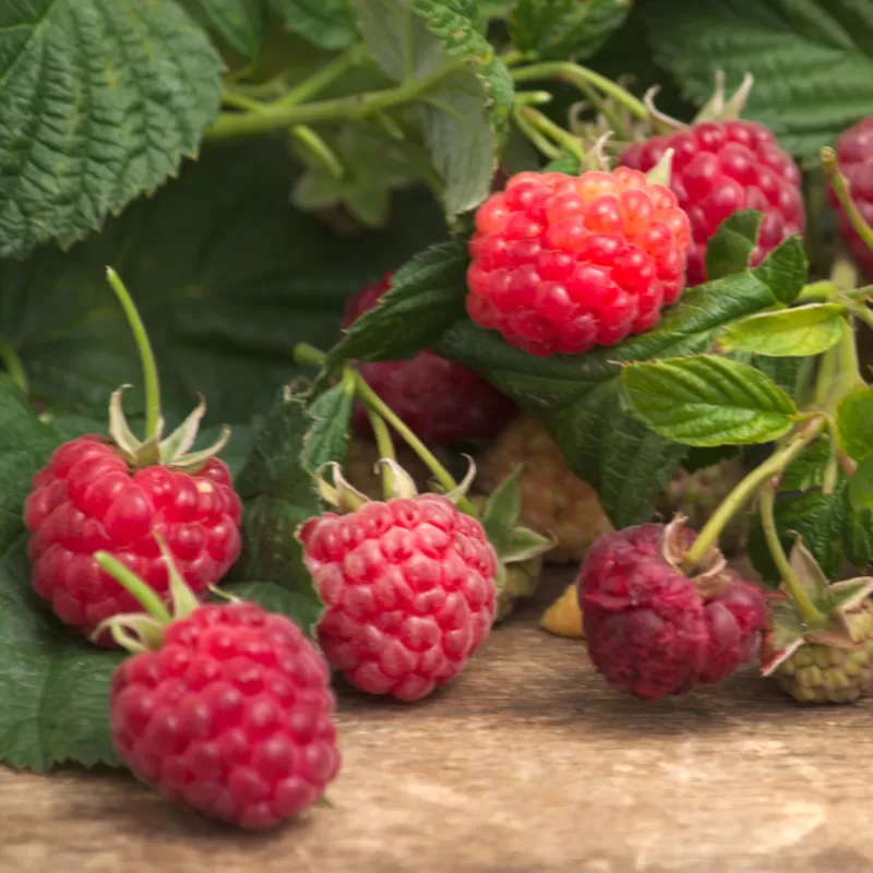 Užsisakyk augalus pavasariui jau dabar