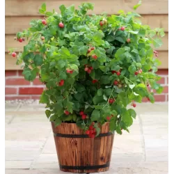 Užsisakyk augalus pavasariui jau dabar