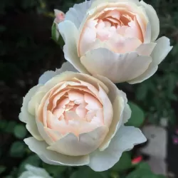 Rožė - Rosa DESDEMONA