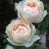 Rožė - Rosa DESDEMONA