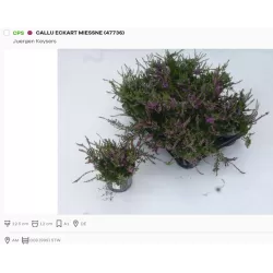 Viržis - Calluna vulgaris (raud. ž.) P12-13 W18-22 X8 gyva foto