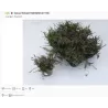 Viržis - Calluna vulgaris (raud. ž.) P12-13 W18-22 X8 gyva foto