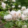 Rožė - Rosa DESDEMONA