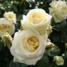 Rožė - Rosa ELFE
