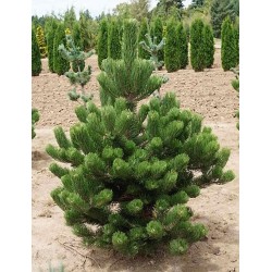 Juodoji pušis - Pinus nigra OREGON GREEN