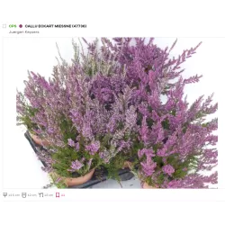 Viržis - Calluna vulgaris (raud. ž.) P12-13 W18-22 X8 gyva foto