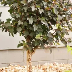 Physocarpus opulifolius DIABOLO