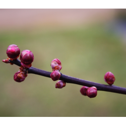 Plum - Prunus cerasifera NIGRA