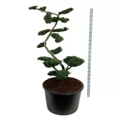 Kukmedis - Taxus media FARMEN