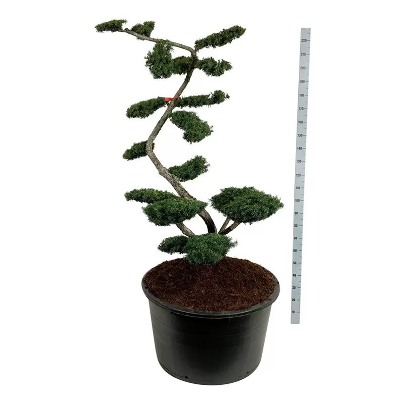 Kukmedis - Taxus media FARMEN