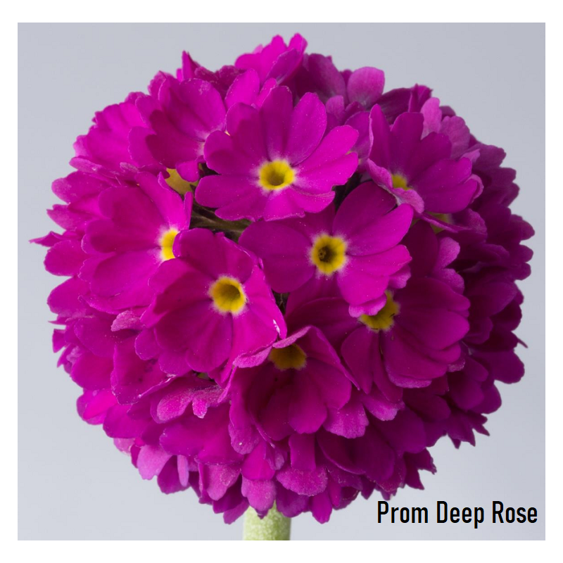 Dantytalapė raktažolė - Primula denticulata Prom Deep Rose P9
