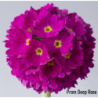 Dantytalapė raktažolė - Primula denticulata Prom Deep Rose P9