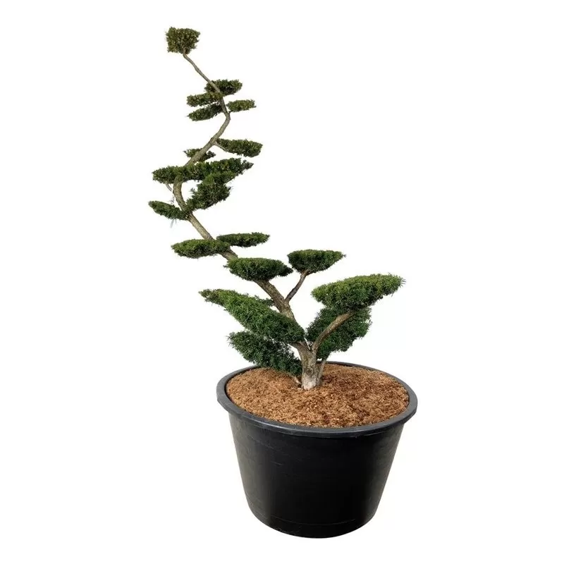 Kukmedis - Taxus media FARMEN