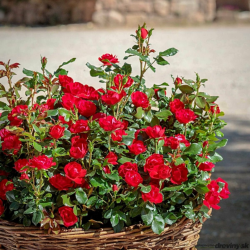 Rožė - Rosa ZEPETI ®