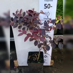 Kininis seketis - Loropetalum chinense Fire Dance