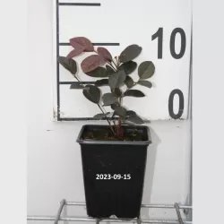 Kininis seketis - Loropetalum chinense Fire Dance