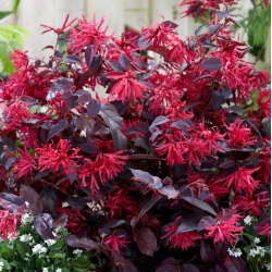 Kininis seketis - Loropetalum chinense Fire Dance