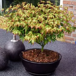 Acer palmatum LITTLE PRINCESS