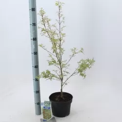 Plaštakinis klevas - Acer palmatum BUTTERFLY