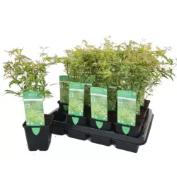 Acer palmatum BUTTERFLY