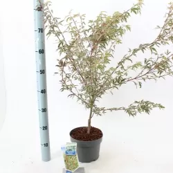 Plaštakinis klevas - Acer palmatum BUTTERFLY