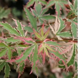 Acer palmatum BUTTERFLY