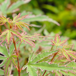Acer palmatum BUTTERFLY
