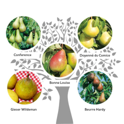 Family pear tree No.3