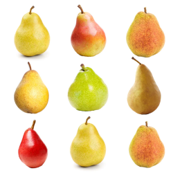 Family pear tree No.3