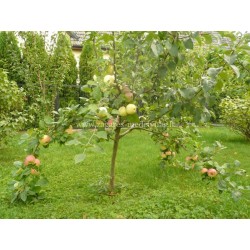 Apple Tree - Malus domestica