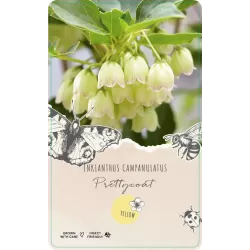 Katilėlinis sietminas - Enkianthus campanulatus PRETTYCOAT