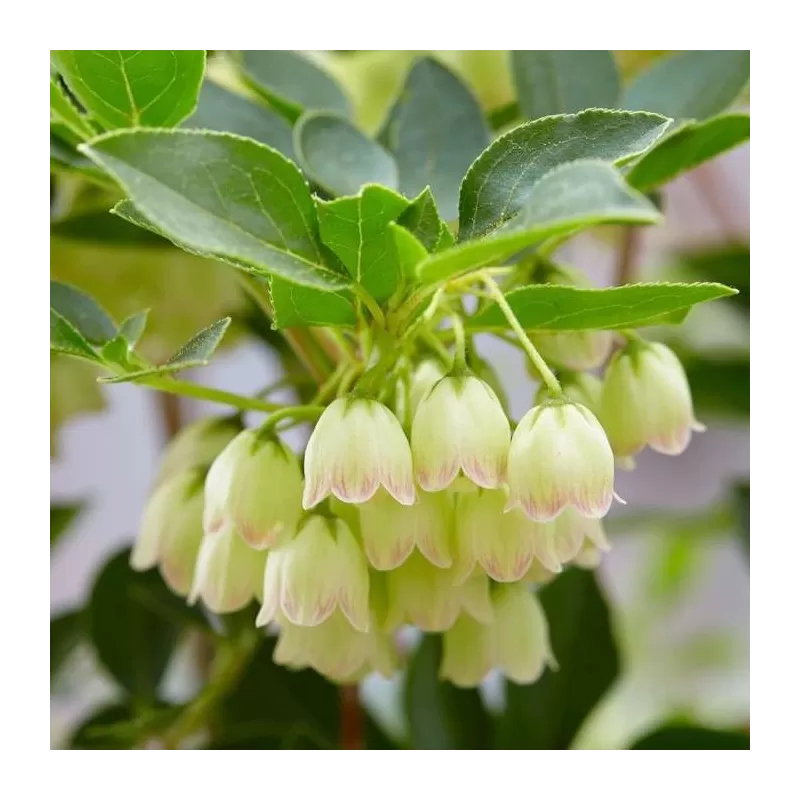 Enkianthus campanulatus