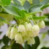 Katilėlinis sietminas - Enkianthus campanulatus PRETTYCOAT
