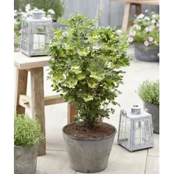 Enkianthus campanulatus