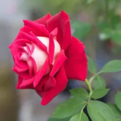 Rožė - Rosa OSIRIA