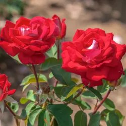 Rožė - Rosa OSIRIA