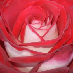 Rožė - Rosa OSIRIA