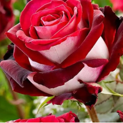 Rožė - Rosa OSIRIA
