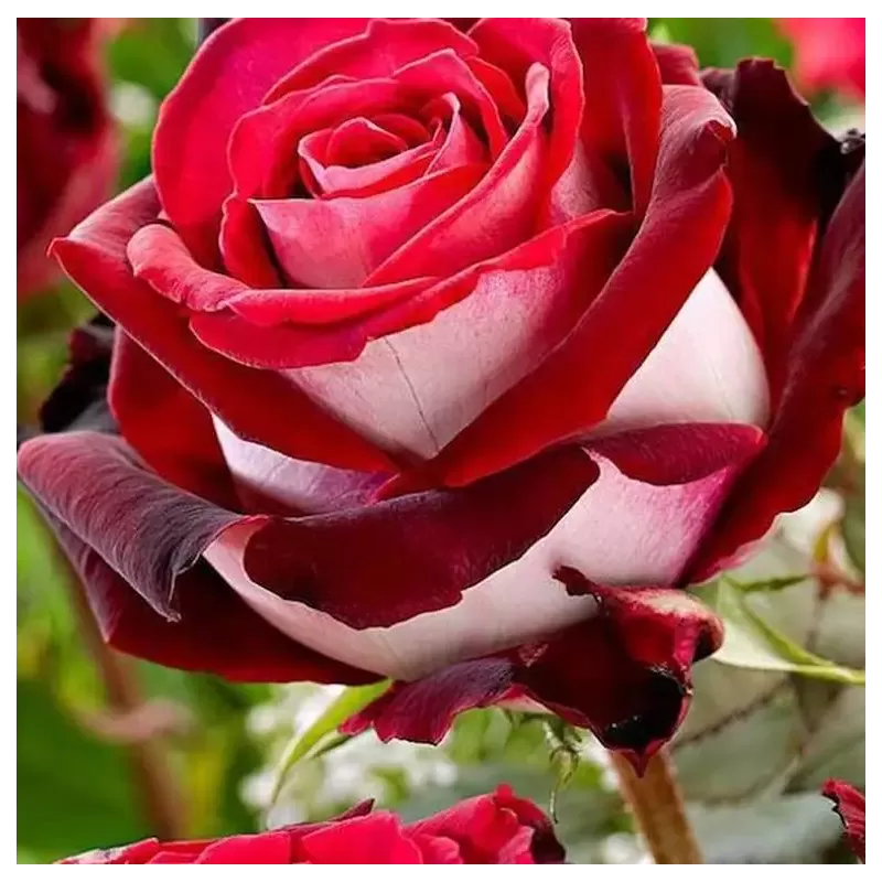 Rožė - Rosa OSIRIA