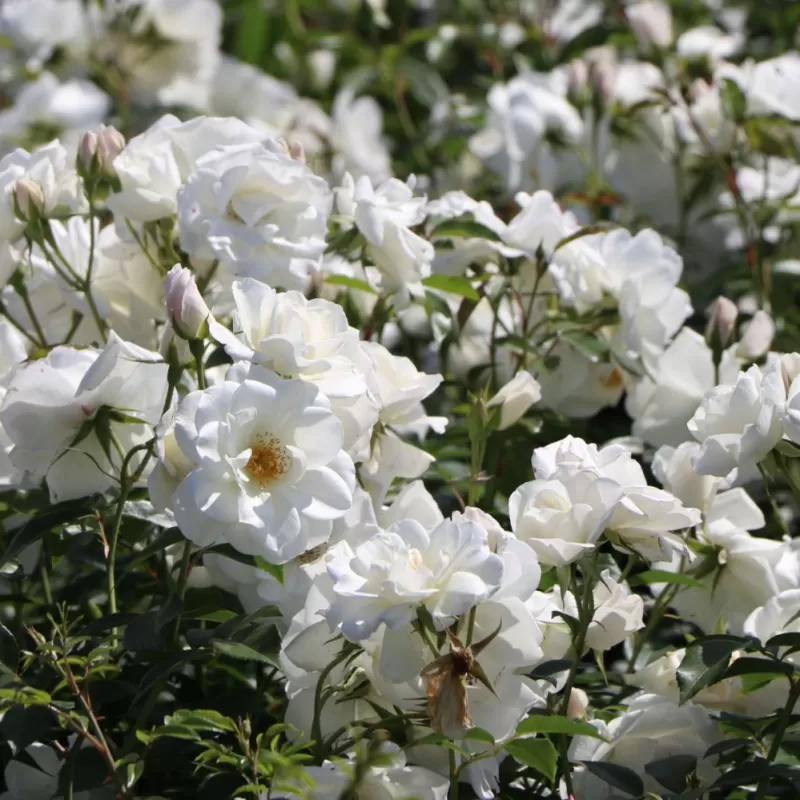 Rosa SCHNEEWITTCHEN ®