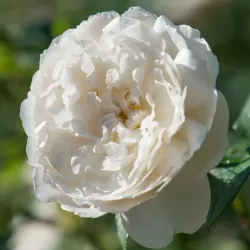 Rožė - Rosa WILLIAM AND CATHERINE ®